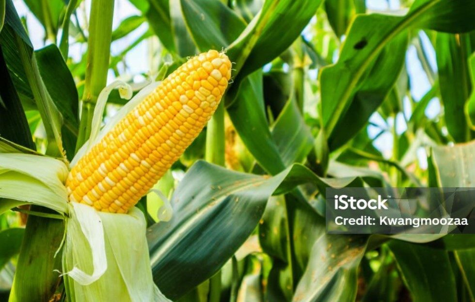 Screenshot 2025-08-24 132546